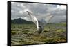 Whiskered Tern (Chlidonias Hybrida) on Nest with Eggs, Wings Stretched, Lake Skadar Np, Montenegro-Radisics-Framed Stretched Canvas