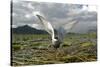 Whiskered Tern (Chlidonias Hybrida) on Nest with Eggs, Wings Stretched, Lake Skadar Np, Montenegro-Radisics-Stretched Canvas