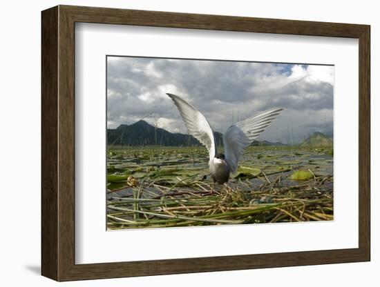 Whiskered Tern (Chlidonias Hybrida) on Nest with Eggs, Wings Stretched, Lake Skadar Np, Montenegro-Radisics-Framed Photographic Print