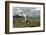 Whiskered Tern (Chlidonias Hybrida) on Nest with Eggs, Wings Stretched, Lake Skadar Np, Montenegro-Radisics-Framed Photographic Print