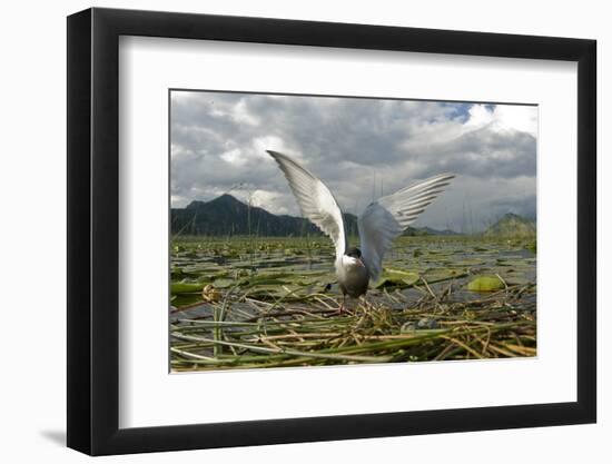 Whiskered Tern (Chlidonias Hybrida) on Nest with Eggs, Wings Stretched, Lake Skadar Np, Montenegro-Radisics-Framed Photographic Print