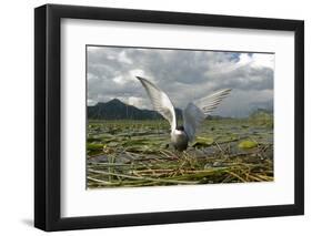 Whiskered Tern (Chlidonias Hybrida) on Nest with Eggs, Wings Stretched, Lake Skadar Np, Montenegro-Radisics-Framed Photographic Print