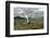 Whiskered Tern (Chlidonias Hybrida) on Nest with Eggs, Wings Stretched, Lake Skadar Np, Montenegro-Radisics-Framed Photographic Print