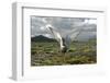 Whiskered Tern (Chlidonias Hybrida) on Nest with Eggs, Wings Stretched, Lake Skadar Np, Montenegro-Radisics-Framed Photographic Print