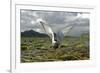 Whiskered Tern (Chlidonias Hybrida) on Nest with Eggs, Wings Stretched, Lake Skadar Np, Montenegro-Radisics-Framed Photographic Print