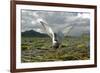 Whiskered Tern (Chlidonias Hybrida) on Nest with Eggs, Wings Stretched, Lake Skadar Np, Montenegro-Radisics-Framed Photographic Print