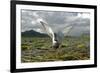 Whiskered Tern (Chlidonias Hybrida) on Nest with Eggs, Wings Stretched, Lake Skadar Np, Montenegro-Radisics-Framed Photographic Print