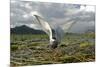 Whiskered Tern (Chlidonias Hybrida) on Nest with Eggs, Wings Stretched, Lake Skadar Np, Montenegro-Radisics-Mounted Photographic Print