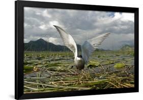 Whiskered Tern (Chlidonias Hybrida) on Nest with Eggs, Wings Stretched, Lake Skadar Np, Montenegro-Radisics-Framed Photographic Print