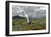 Whiskered Tern (Chlidonias Hybrida) on Nest with Eggs, Wings Stretched, Lake Skadar Np, Montenegro-Radisics-Framed Photographic Print