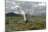 Whiskered Tern (Chlidonias Hybrida) on Nest with Eggs, Wings Stretched, Lake Skadar Np, Montenegro-Radisics-Mounted Photographic Print