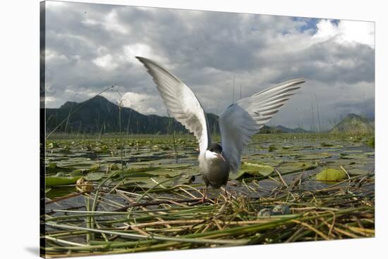 Whiskered Tern (Chlidonias Hybrida) on Nest with Eggs, Wings Stretched, Lake Skadar Np, Montenegro-Radisics-Stretched Canvas