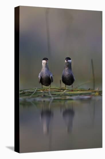 Whiskered Tern (Chlidonias Hybrida) Pair on Nest, Lake Skadar, Lake Skadar Np, Montenegro, May 2008-Radisics-Stretched Canvas