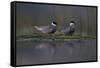 Whiskered Tern (Chlidonias Hybrida) Pair on Nest, Lake Skadar, Lake Skadar Np, Montenegro, May 2008-Radisics-Framed Stretched Canvas