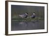 Whiskered Tern (Chlidonias Hybrida) Pair on Nest, Lake Skadar, Lake Skadar Np, Montenegro, May 2008-Radisics-Framed Photographic Print