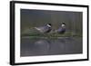 Whiskered Tern (Chlidonias Hybrida) Pair on Nest, Lake Skadar, Lake Skadar Np, Montenegro, May 2008-Radisics-Framed Photographic Print