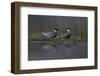 Whiskered Tern (Chlidonias Hybrida) Pair on Nest, Lake Skadar, Lake Skadar Np, Montenegro, May 2008-Radisics-Framed Photographic Print