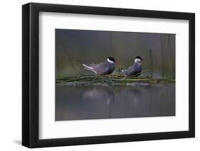 Whiskered Tern (Chlidonias Hybrida) Pair on Nest, Lake Skadar, Lake Skadar Np, Montenegro, May 2008-Radisics-Framed Photographic Print