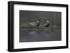 Whiskered Tern (Chlidonias Hybrida) Pair on Nest, Lake Skadar, Lake Skadar Np, Montenegro, May 2008-Radisics-Framed Photographic Print