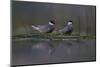 Whiskered Tern (Chlidonias Hybrida) Pair on Nest, Lake Skadar, Lake Skadar Np, Montenegro, May 2008-Radisics-Mounted Photographic Print