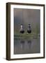 Whiskered Tern (Chlidonias Hybrida) Pair on Nest, Lake Skadar, Lake Skadar Np, Montenegro, May 2008-Radisics-Framed Photographic Print