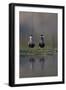 Whiskered Tern (Chlidonias Hybrida) Pair on Nest, Lake Skadar, Lake Skadar Np, Montenegro, May 2008-Radisics-Framed Photographic Print