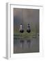 Whiskered Tern (Chlidonias Hybrida) Pair on Nest, Lake Skadar, Lake Skadar Np, Montenegro, May 2008-Radisics-Framed Photographic Print