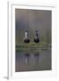 Whiskered Tern (Chlidonias Hybrida) Pair on Nest, Lake Skadar, Lake Skadar Np, Montenegro, May 2008-Radisics-Framed Photographic Print