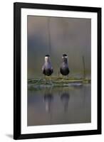 Whiskered Tern (Chlidonias Hybrida) Pair on Nest, Lake Skadar, Lake Skadar Np, Montenegro, May 2008-Radisics-Framed Photographic Print