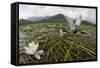 Whiskered Tern (Chlidonias Hybrida) Pair on Nest, Lake Skadar Np, Montenegro-Radisics-Framed Stretched Canvas