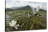 Whiskered Tern (Chlidonias Hybrida) Pair on Nest, Lake Skadar Np, Montenegro-Radisics-Stretched Canvas