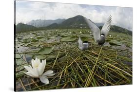 Whiskered Tern (Chlidonias Hybrida) Pair on Nest, Lake Skadar Np, Montenegro-Radisics-Stretched Canvas