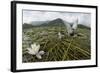 Whiskered Tern (Chlidonias Hybrida) Pair on Nest, Lake Skadar Np, Montenegro-Radisics-Framed Photographic Print