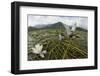 Whiskered Tern (Chlidonias Hybrida) Pair on Nest, Lake Skadar Np, Montenegro-Radisics-Framed Photographic Print