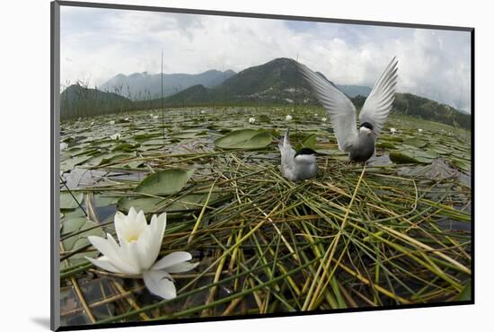 Whiskered Tern (Chlidonias Hybrida) Pair on Nest, Lake Skadar Np, Montenegro-Radisics-Mounted Photographic Print