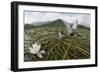 Whiskered Tern (Chlidonias Hybrida) Pair on Nest, Lake Skadar Np, Montenegro-Radisics-Framed Photographic Print