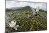 Whiskered Tern (Chlidonias Hybrida) Pair on Nest, Lake Skadar Np, Montenegro-Radisics-Mounted Photographic Print