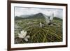 Whiskered Tern (Chlidonias Hybrida) Pair on Nest, Lake Skadar Np, Montenegro-Radisics-Framed Photographic Print