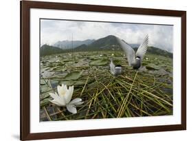 Whiskered Tern (Chlidonias Hybrida) Pair on Nest, Lake Skadar Np, Montenegro-Radisics-Framed Photographic Print