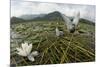 Whiskered Tern (Chlidonias Hybrida) Pair on Nest, Lake Skadar Np, Montenegro-Radisics-Mounted Photographic Print