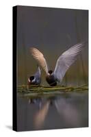 Whiskered Tern (Chlidonias Hybrida) Pair on Nest, One Stetching Wings, Lake Skadar Np, Montenegro-Radisics-Stretched Canvas