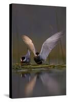 Whiskered Tern (Chlidonias Hybrida) Pair on Nest, One Stetching Wings, Lake Skadar Np, Montenegro-Radisics-Stretched Canvas