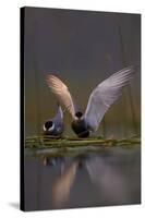 Whiskered Tern (Chlidonias Hybrida) Pair on Nest, One Stetching Wings, Lake Skadar Np, Montenegro-Radisics-Stretched Canvas