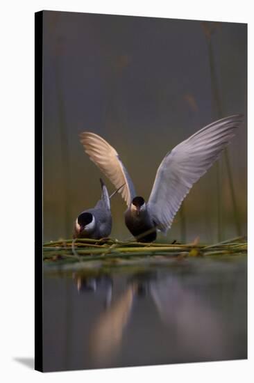 Whiskered Tern (Chlidonias Hybrida) Pair on Nest, One Stetching Wings, Lake Skadar Np, Montenegro-Radisics-Stretched Canvas