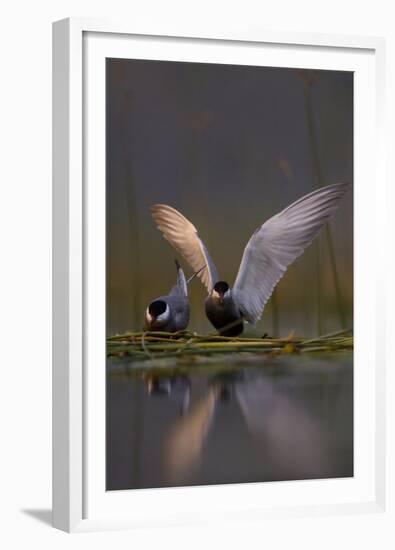 Whiskered Tern (Chlidonias Hybrida) Pair on Nest, One Stetching Wings, Lake Skadar Np, Montenegro-Radisics-Framed Premium Photographic Print