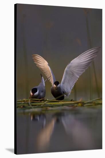 Whiskered Tern (Chlidonias Hybrida) Pair on Nest, One Stetching Wings, Lake Skadar Np, Montenegro-Radisics-Stretched Canvas