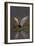 Whiskered Tern (Chlidonias Hybrida) Pair on Nest, One Stetching Wings, Lake Skadar Np, Montenegro-Radisics-Framed Photographic Print