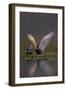 Whiskered Tern (Chlidonias Hybrida) Pair on Nest, One Stetching Wings, Lake Skadar Np, Montenegro-Radisics-Framed Photographic Print