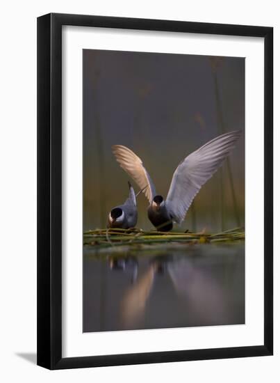 Whiskered Tern (Chlidonias Hybrida) Pair on Nest, One Stetching Wings, Lake Skadar Np, Montenegro-Radisics-Framed Photographic Print