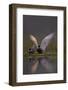 Whiskered Tern (Chlidonias Hybrida) Pair on Nest, One Stetching Wings, Lake Skadar Np, Montenegro-Radisics-Framed Photographic Print